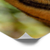 Tiger Face Poster (Ecke)