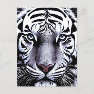 Tiger face postkarte