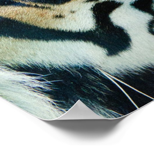Tiger Face Print Poster (Ecke)