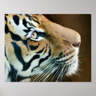 Tiger Face Print Poster