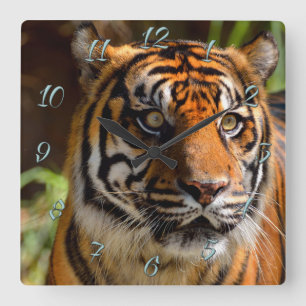 Tiger Face Quadratische Wanduhr