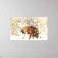 Tiger Familie im Winter Landschaft Canvas Print