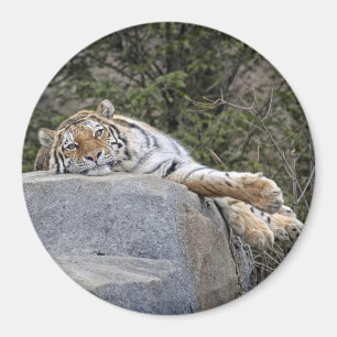 Tiger-"fauler Tages" Magnet