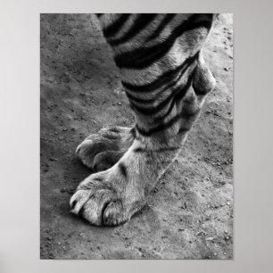 Tiger Feet Schwarz-Weiß-Foto Poster