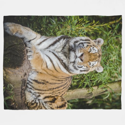 Tiger-Fleece-Decke Fleecedecke (Vorderseite (Horizontal))