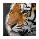 Tiger Fliese (Vorderseite)