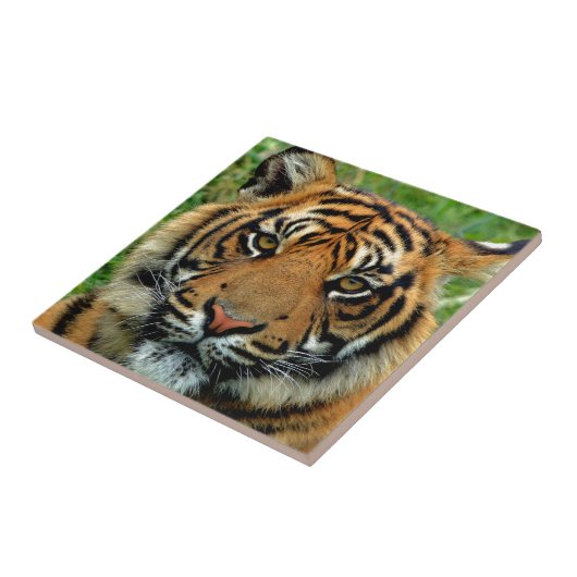 Tiger Fliese (Seite)