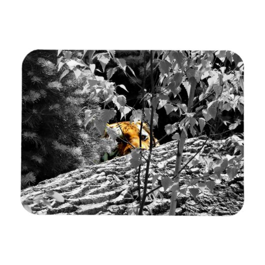 Tiger Flüchtige Blick-a-boo Flexible Magnet (Horizontal)
