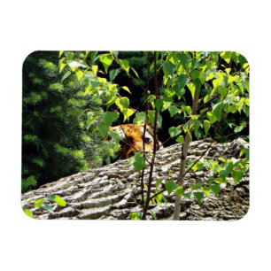Tiger Flüchtige Blick-a-boo Flexible Magnet
