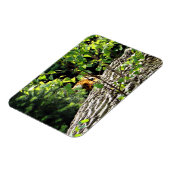 Tiger Flüchtige Blick-a-boo Flexible Magnet (Linke Seite)
