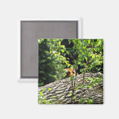Tiger Flüchtige Blick-a-boo Magnet (Vorderseite/Rückseite)