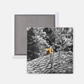 Tiger Flüchtige Blick-a-boo Magnet (Vorderseite/Rückseite)
