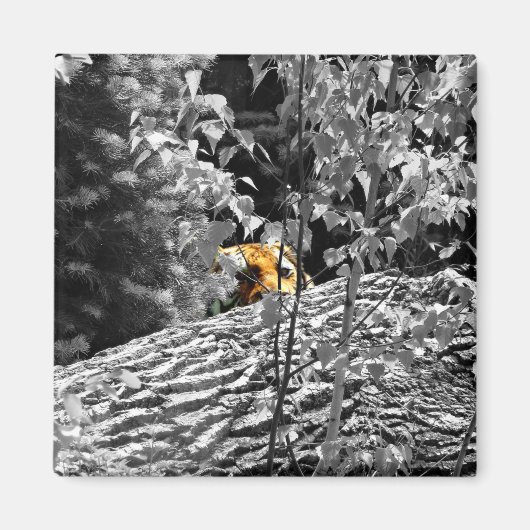 Tiger Flüchtige Blick-a-boo Magnet (Vorne)