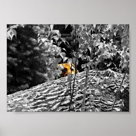 Tiger Flüchtige Blick-a-Boo-Poster 7x5 Poster (Vorne)