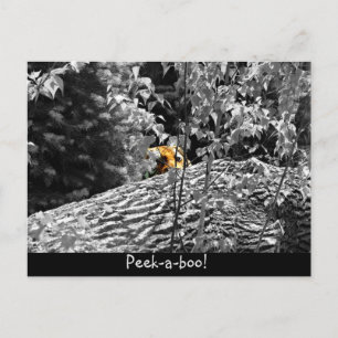 Tiger Flüchtige Blick-a-boo Postkarte