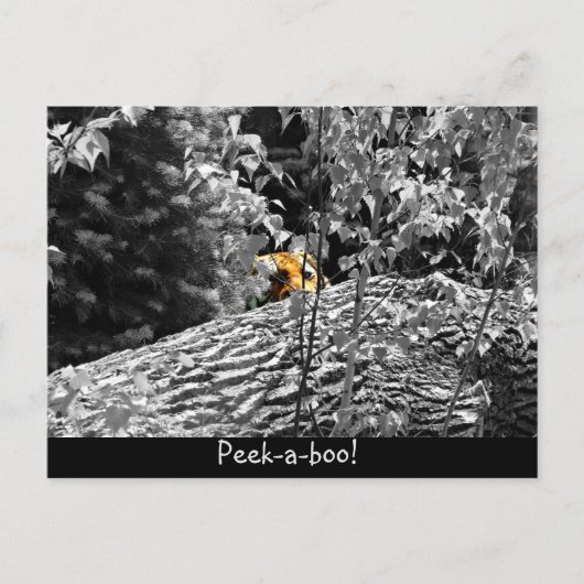 Tiger Flüchtige Blick-a-boo Postkarte (Vorderseite)