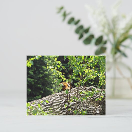 Tiger Flüchtige Blick-a-boo Postkarte (Stehend Vorderseite)