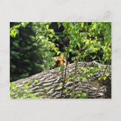 Tiger Flüchtige Blick-a-boo Postkarte (Vorderseite)