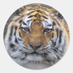 Tiger Foto Fog Nah Sticker
