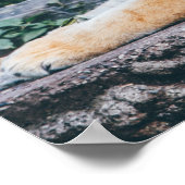 Tiger Foto Poster (Ecke)