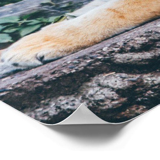 Tiger Foto Poster (Ecke)