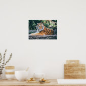 Tiger Foto Poster (Küche)