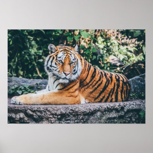 Tiger Foto Poster (Vorne)
