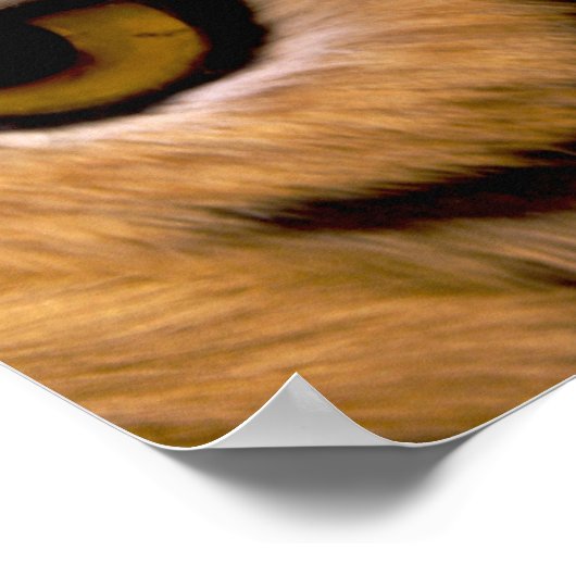 Tiger Foto Poster Print (Ecke)