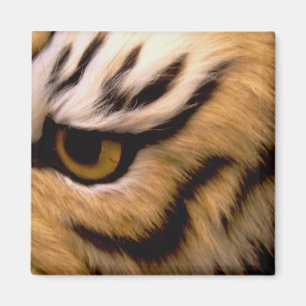Tiger-Foto-Quadrat-Magnet Magnet