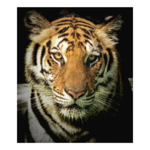 Tiger Fotodruck