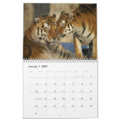 Tiger Fotografy Wild Animal 2017 Kalender (Jan 2027)