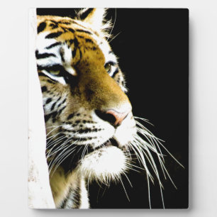 Tiger Fotoplatte