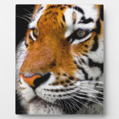Tiger Fotoplatte (Vorderseite)