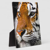 Tiger Fotoplatte (Seite)