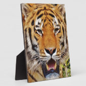 Tiger Fotoplatte (Seite)