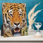 Tiger Fotoplatte (Seite)