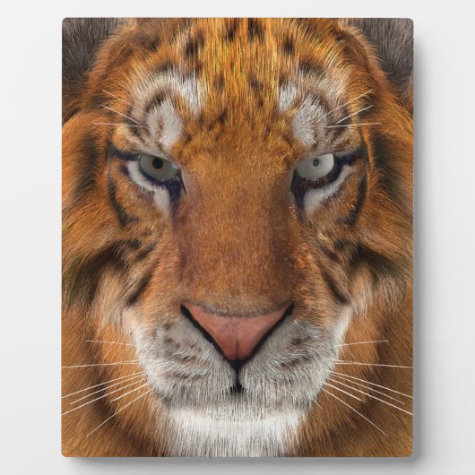 Tiger Fotoplatte (Vorderseite)