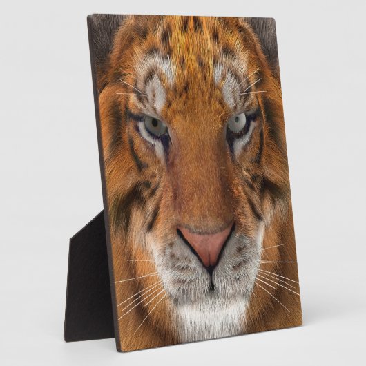 Tiger Fotoplatte (Seite)