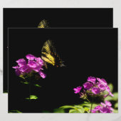 Tiger-Frack auf Phlox (Vorne/Hinten)