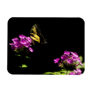 Tiger-Frack auf Phlox - Sommer Magnet