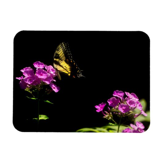 Tiger-Frack auf Phlox - Sommer Magnet (Horizontal)