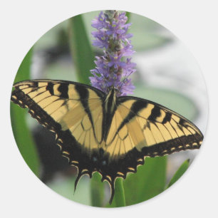 Tiger-Frack auf Pickerel-Aufkleber Runder Aufkleber