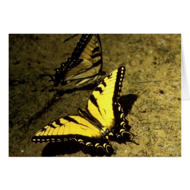 Tiger Frack Butterflies (Vorderseite (Horizontal))