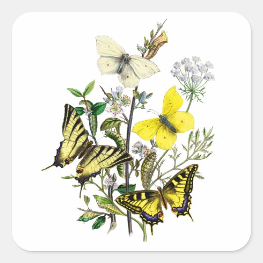 Tiger Frack Butterflies Quadratischer Aufkleber (Vorderseite)