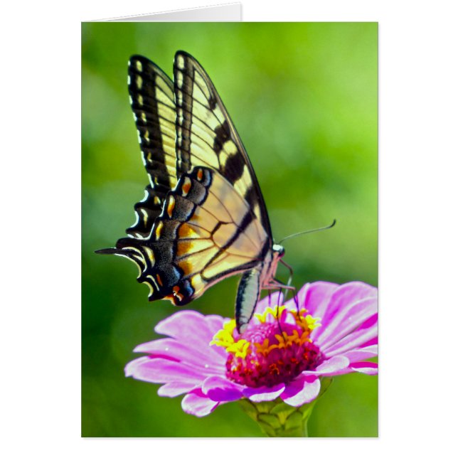 Tiger Frack Butterfly (Vorne)