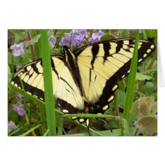 Tiger Frack Butterfly