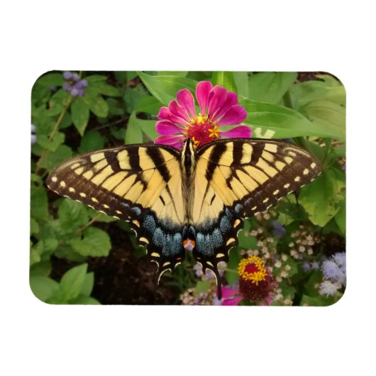 Tiger Frack Butterfly 3"x4 Magnet (Horizontal)