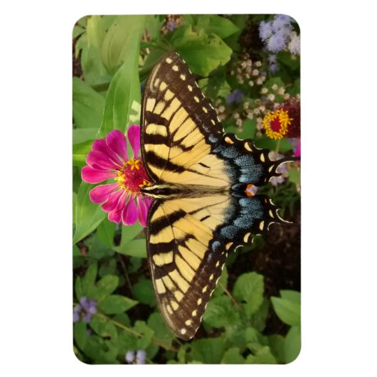 Tiger Frack Butterfly 4"x6" Magnet (Vertikal)
