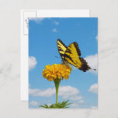 Tiger Frack Butterfly auf einer Blume Postkarte (Vorne/Hinten)