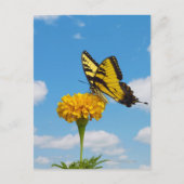 Tiger Frack Butterfly auf einer Blume Postkarte (Vorderseite)